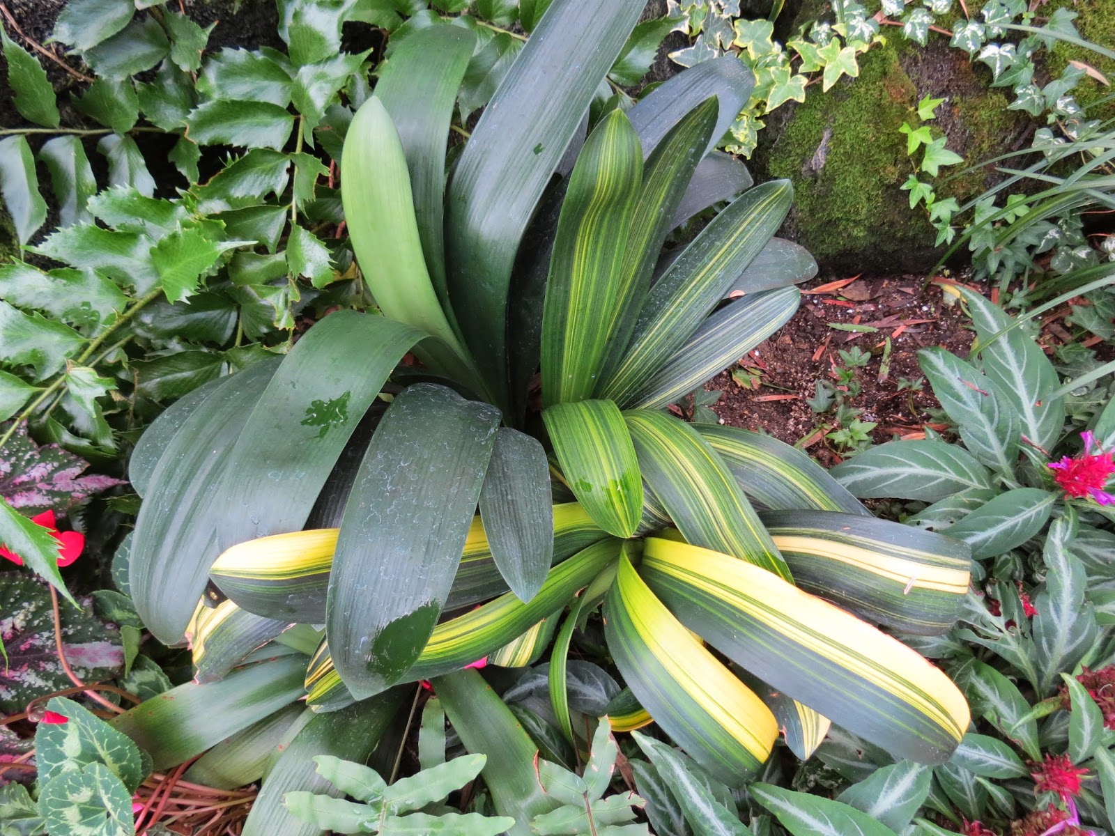 Future Plants By Randy Stewart Pieris