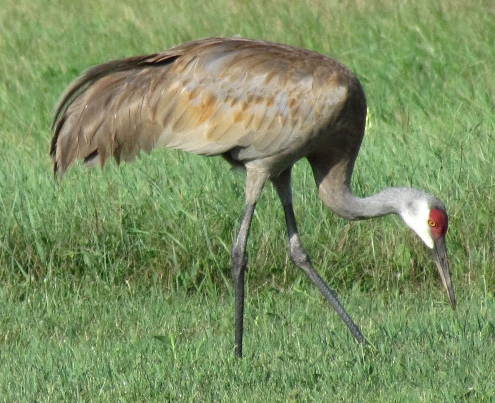 Scene Through My Eyes Sandhill Cranes in Wisconsin