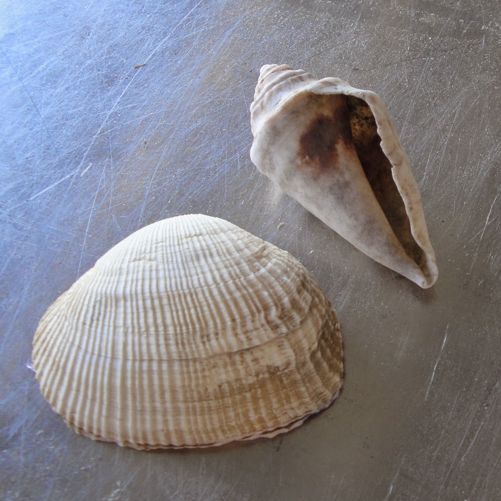 glass powder bullseye sgraffito fused frit painting seashell shell ocean art flutterbybutterfly flutterbyfoto day 18 glass powder bullseye sgraffito fused frit painting seashell shell ocean art flutterbybutterfly flutterbyfoto day 18