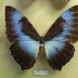 Morpho cisseis