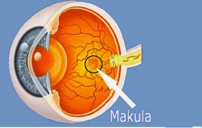 Cara Mengatasi Degenerasi Makula
~
Blog Informasi Kita Semua