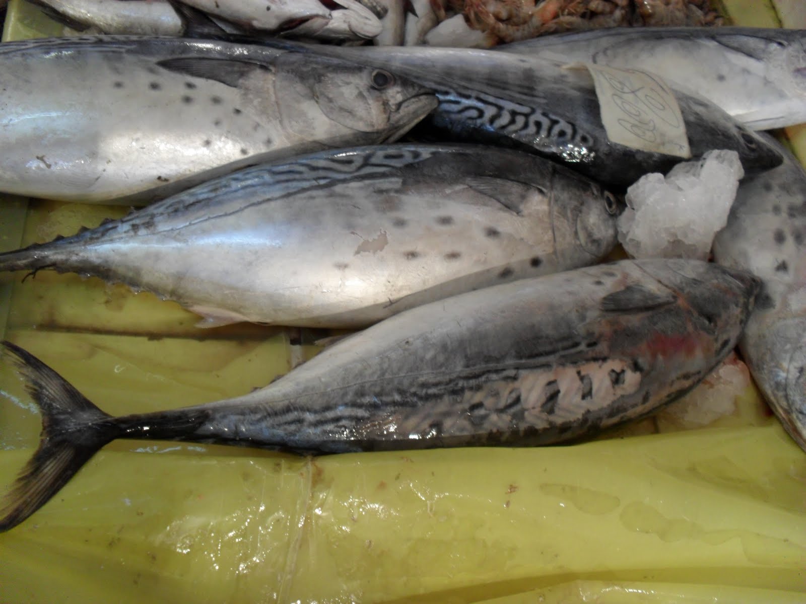 brightly coloured sunflowers Tuna