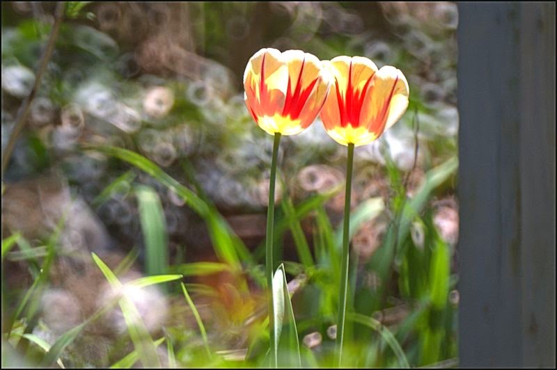 [Image: tulips2SM.jpg]