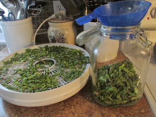 drying green beans