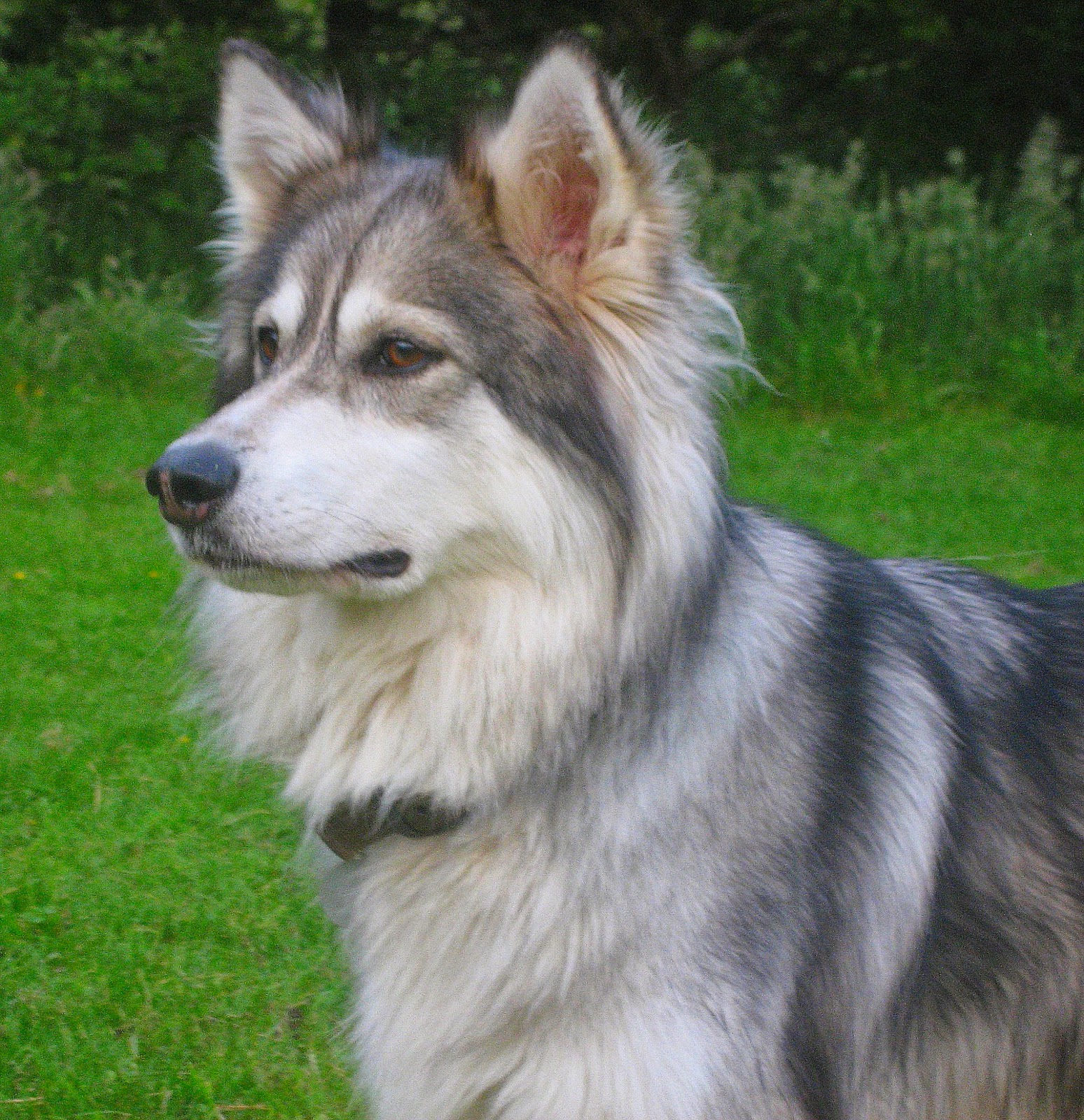 Utonagan 'Spirit of the wolf' The importance of grooming your dog