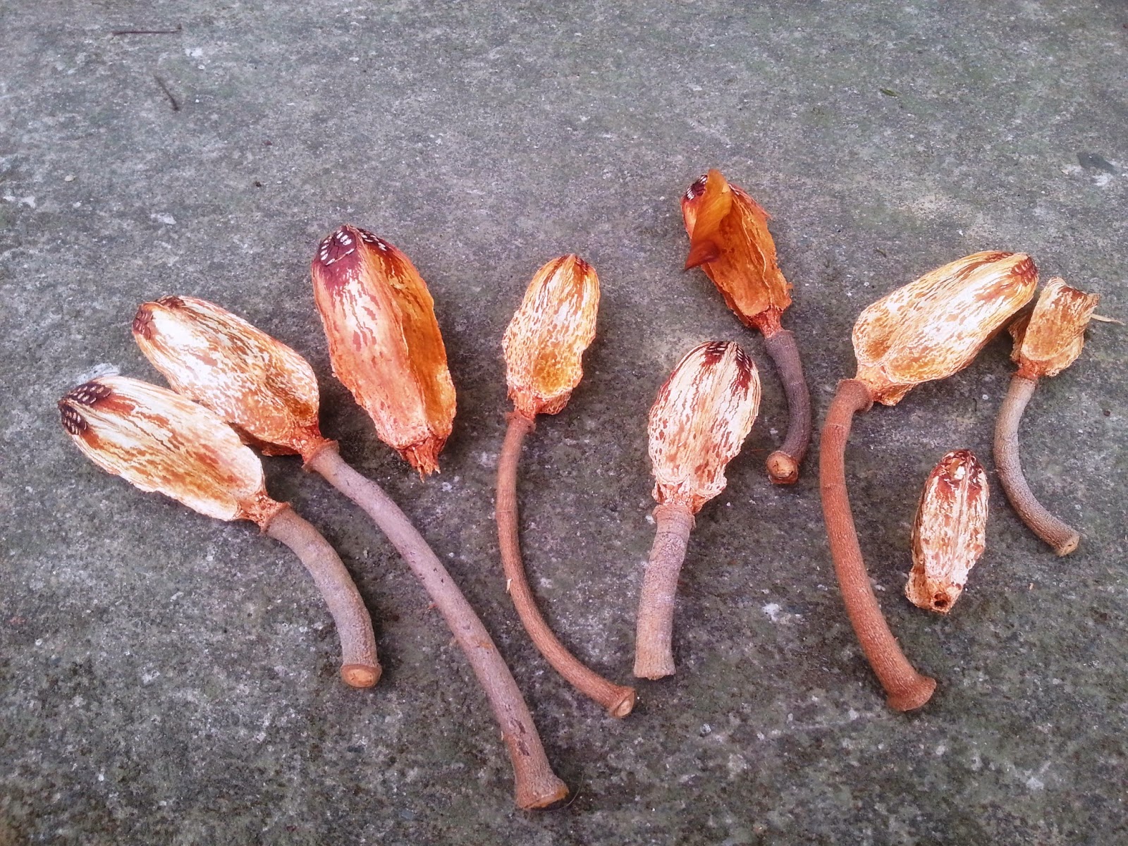 Biological Freak 大葉桃花心木種子發芽記實