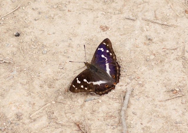 Purple Emperor - Fermyn Woods, Northamptonshire