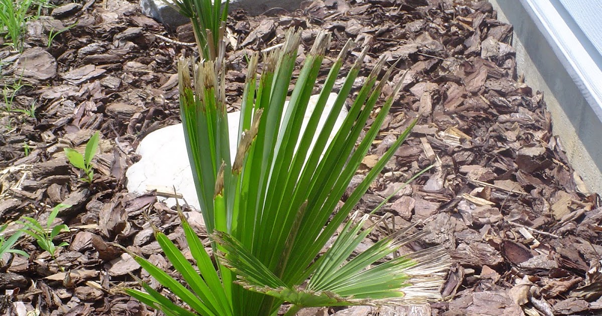 Cold Hardy Palm in Zone 6 Project