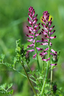 Photo macro au printemps de deux fleurs roses, photo macro nature près des orchis. Fumeterres et macro au soleil.