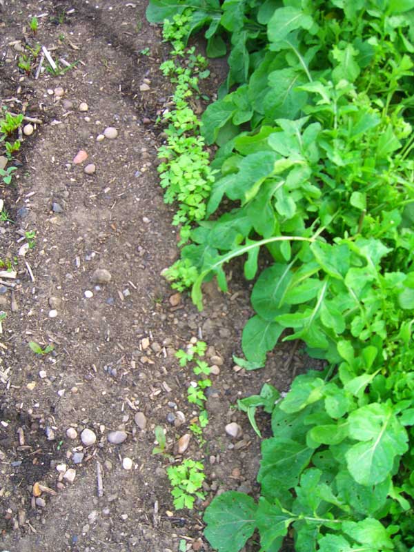 Allotment Garden Allotment photographs for the end of May
