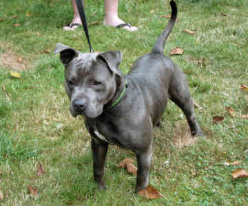 American Staffordshire Terrier Puppy