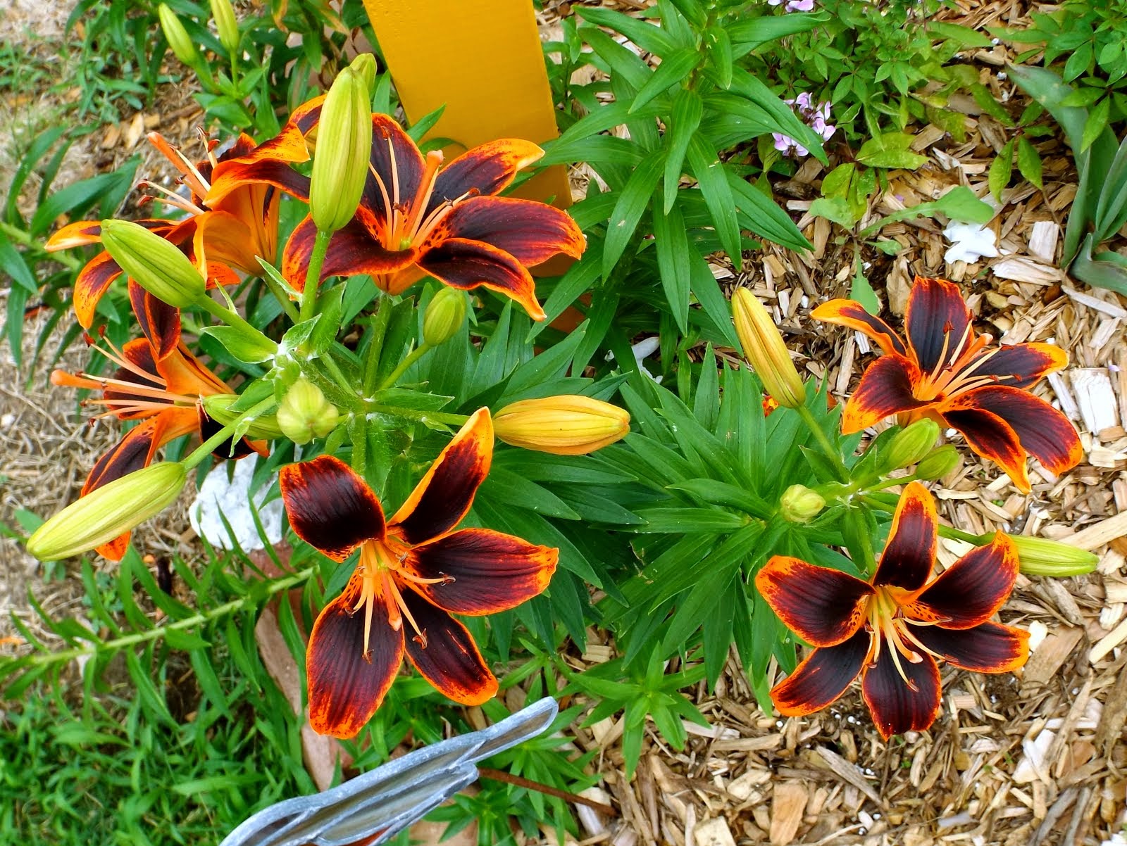 Bountiful Blooms!