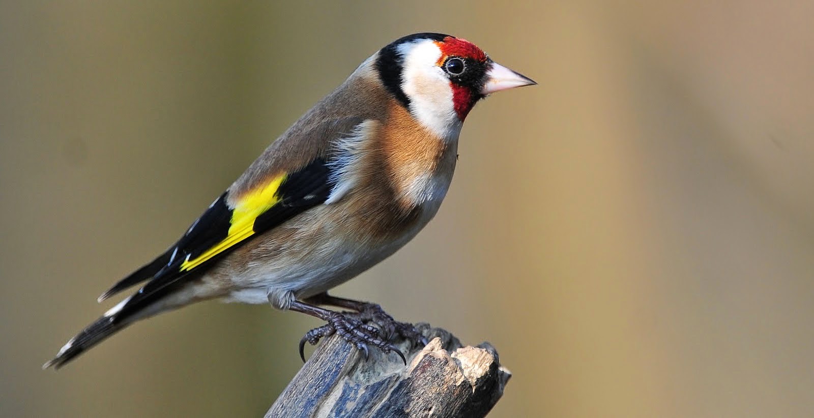 island life in a monastery the goldfinch savior bird island life in a monastery the goldfinch savior bird