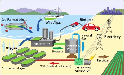 North American Interests: Biofuels Getting Heavy ...