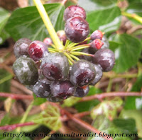 purple Ivy berries