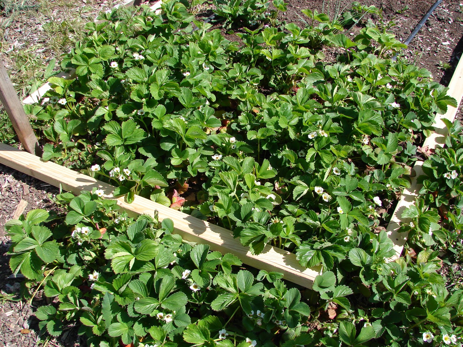 New Utah Gardener Can I Grow Strawberries in Utah?