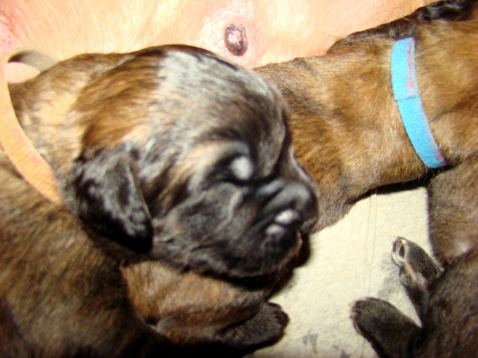 Day Old Puppies