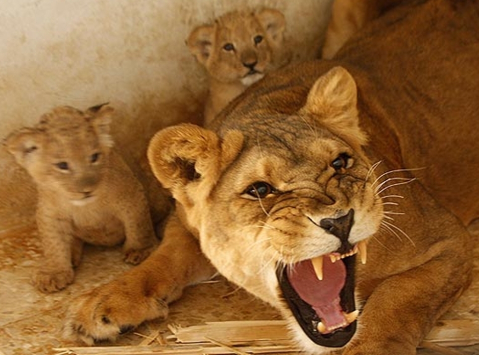 Blog do Edu Ambiental Leão e leoa, acasalamento