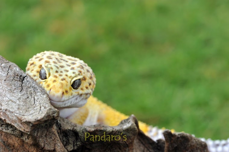 Hi Yellow Leopard Gecko