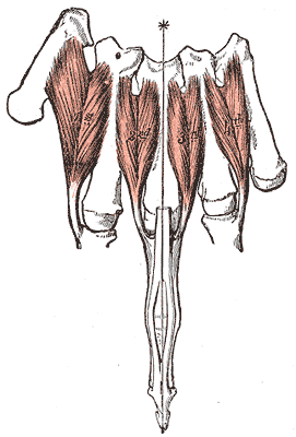 Absorb Medicine: Ulnar Nerve Palsy/ Claw Hand