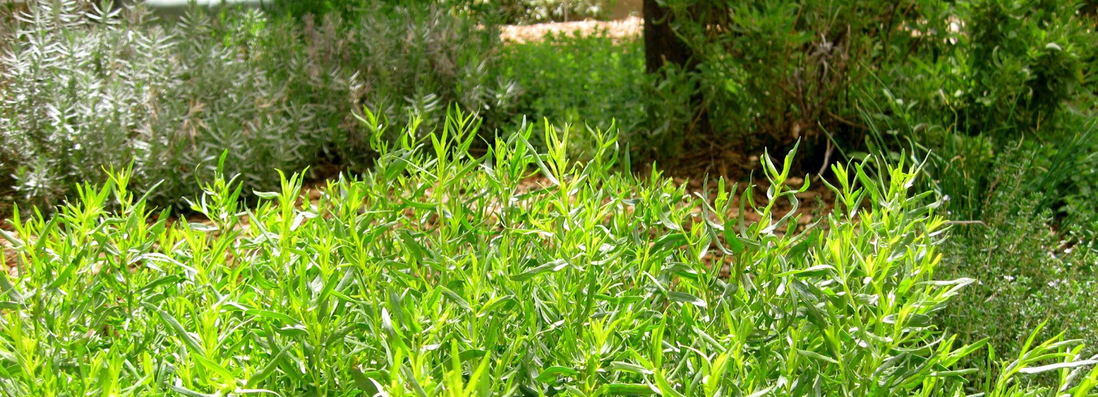 Ligustrum Sunshine Archives Ramblings From A Desert Garden