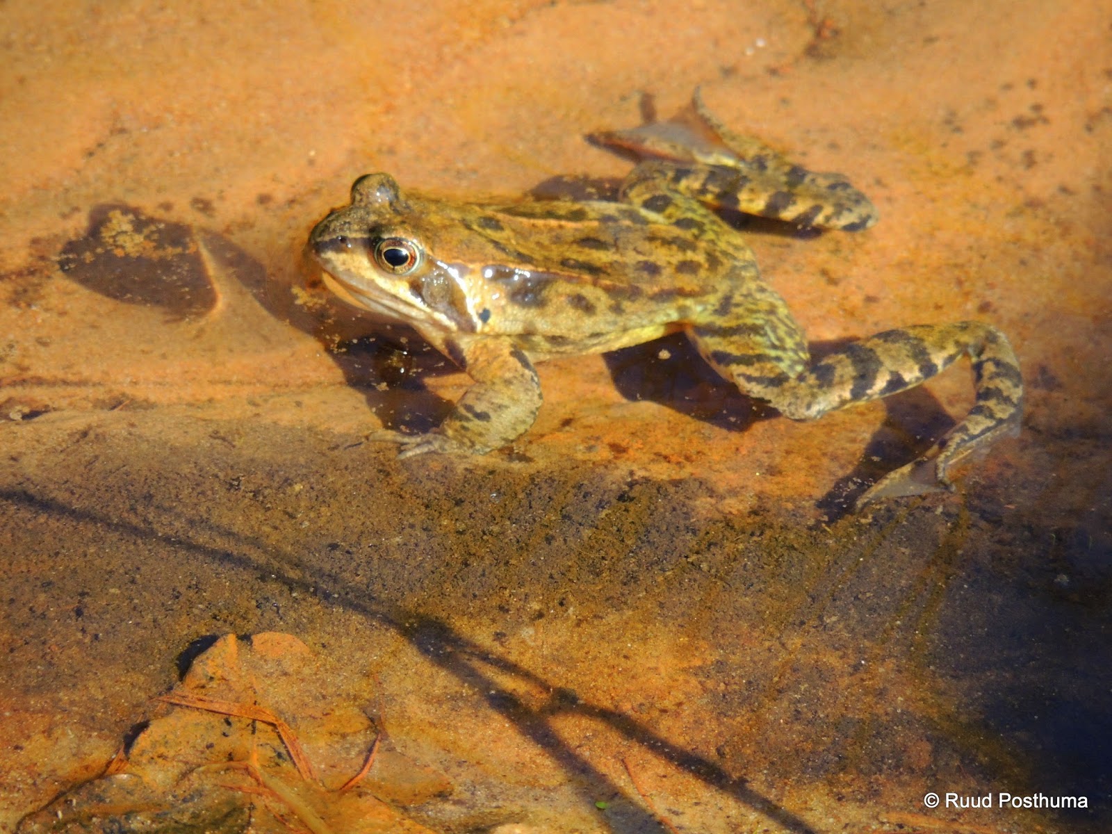 Ruud's natuurblog: april 2014
