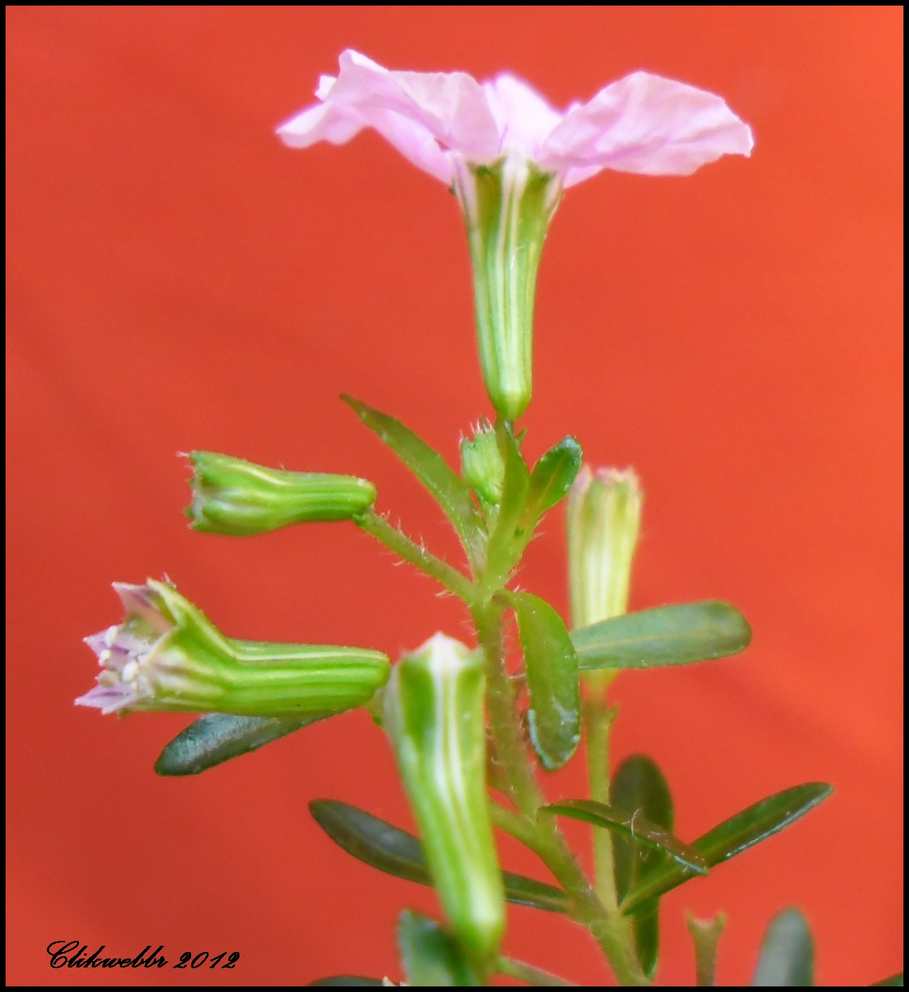 Mundo das Plantas Érica bonsai