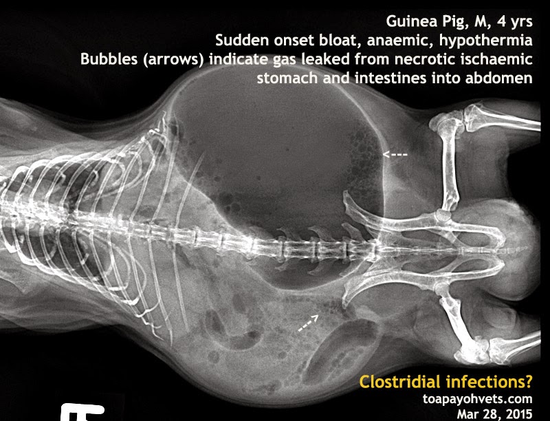 2010vets A guinea pig has sudden onset bloat clostridial infections?