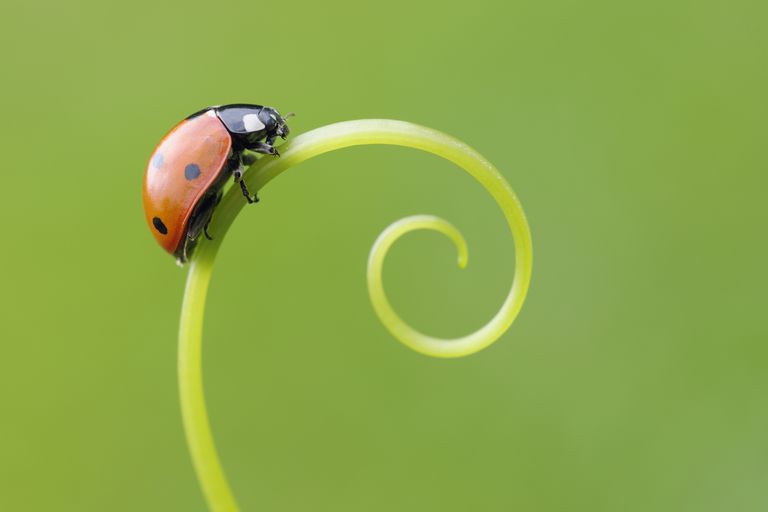 Ladybug Fun!