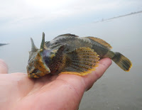 Buffalo Sculpin