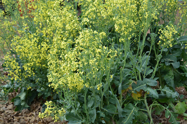 Flowering Broccoli