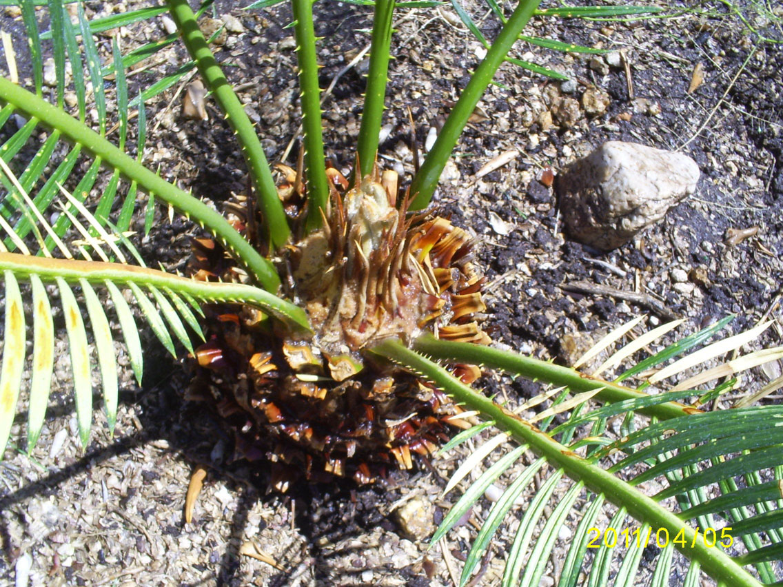 Brad's Tropical Paradise New growth on a sago palm (cycas revoluta) in