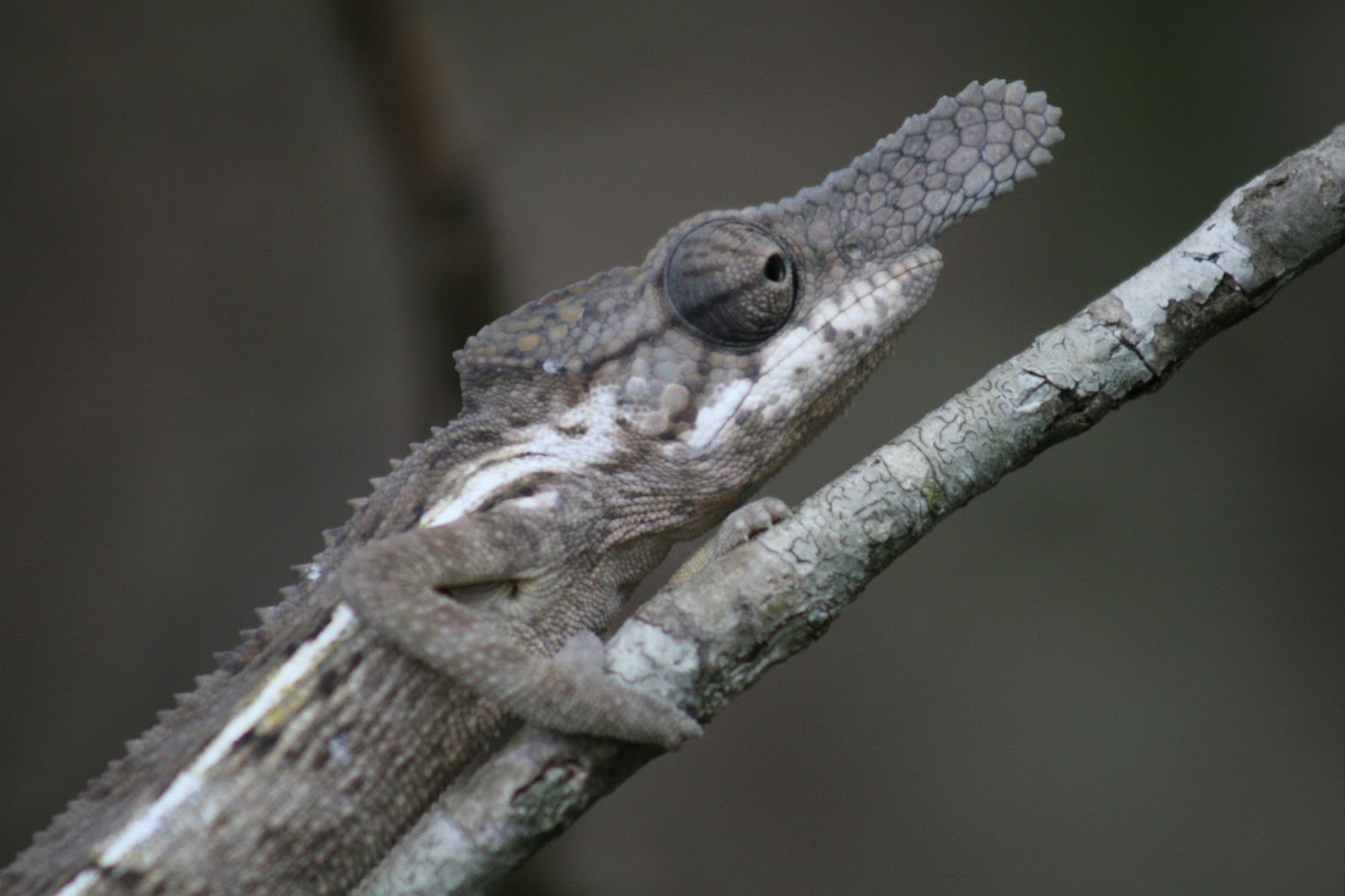 Hapalemur Ever After: Colorful Chameleons, Part 2