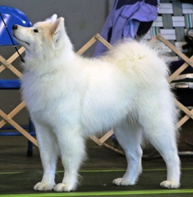 Big White Furry Dog Breeds