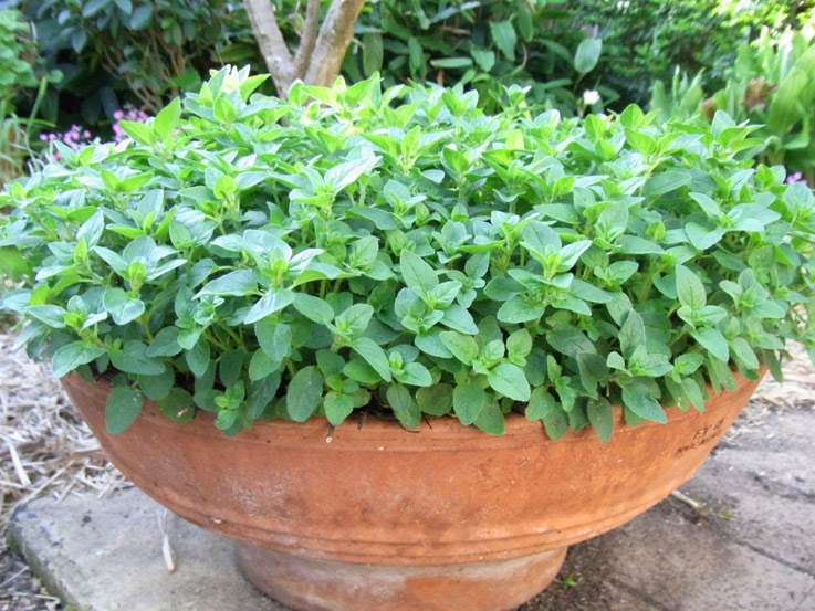 Garden amateur Just the right amount of oregano