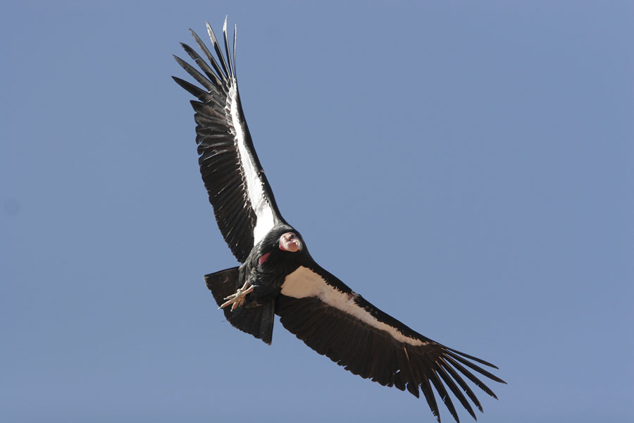 condor wingspan condor wingspan