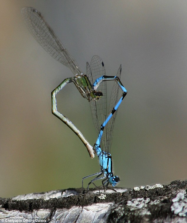 Two+dragonflies+mating