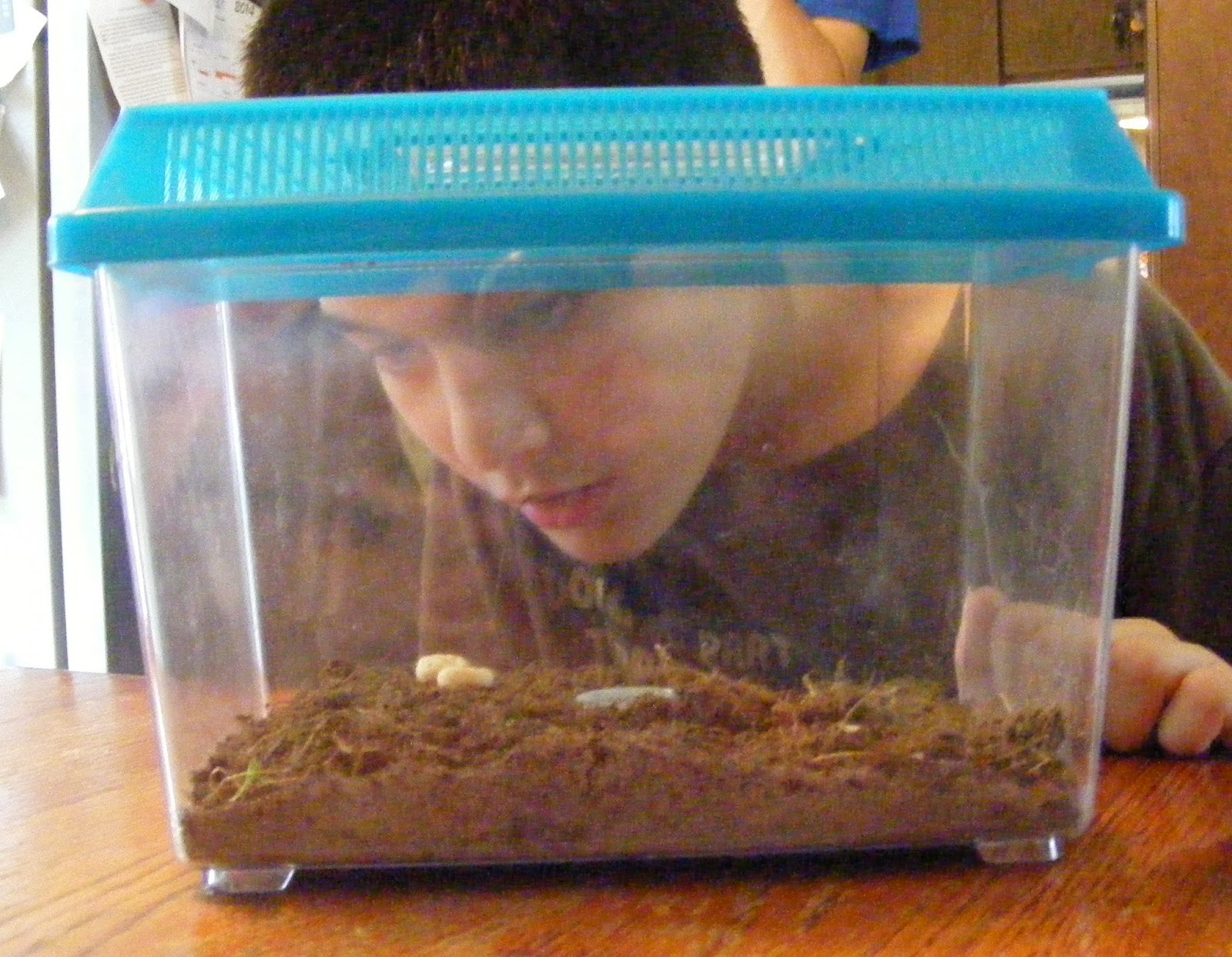 Ten kids and a Dog A Pocketful of CricketLiterature Unit