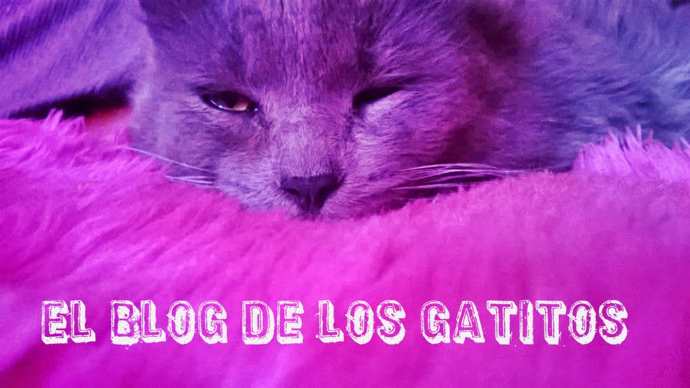 El blog de los gatitos