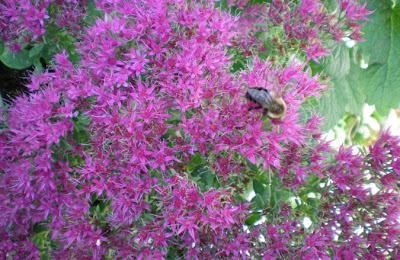 Always CraveCute: Flowers and Bees in the Garden