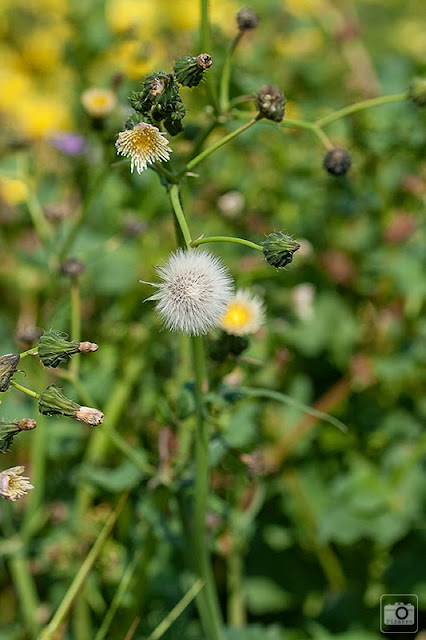 Sonchus oleraceus (II) Antonio J. Pizarro
