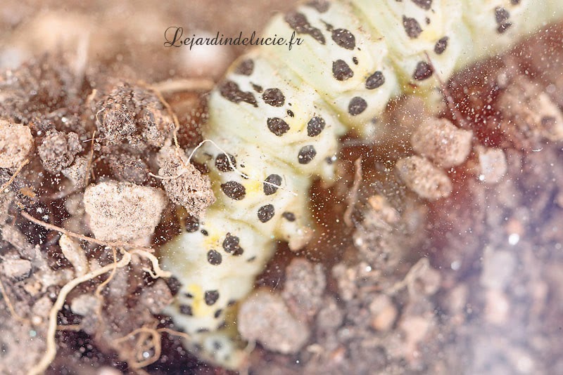 Pipistrelle74 Photos Macro Papillon Vole Iv