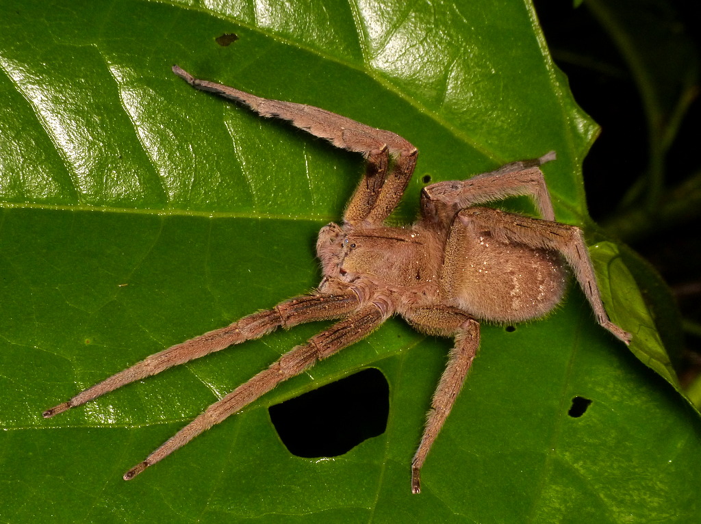 Real Monstrosities: Brazilian Wandering Spider
