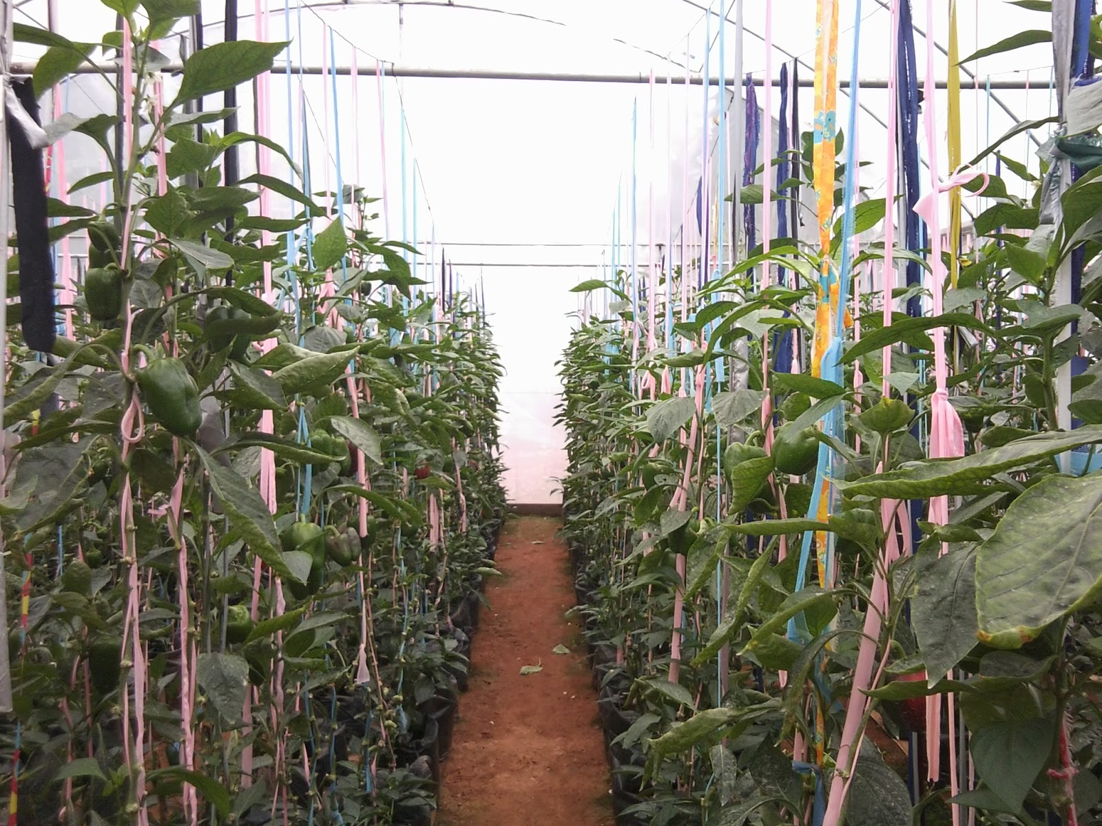 S & S Plantation Sri Lanka Polytunnel Green House Photographs
