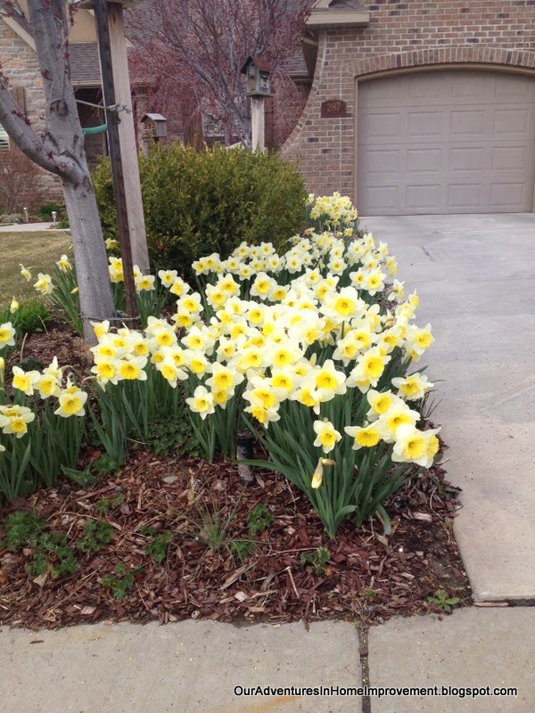 Our Adventures in Home Improvement Daffodils in Bloom!