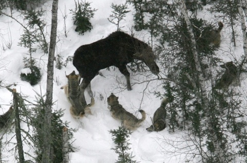 Moose Predators