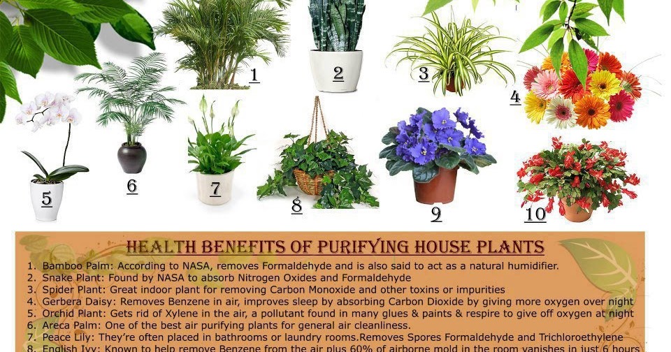 Anonymous ART of Revolution Health benefits of purifying house plants