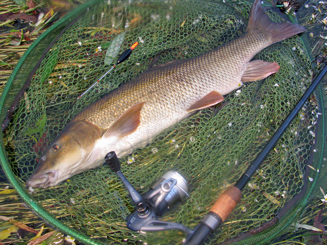 Trotting for Barbel & Chub on the Derbyshire Derwent Float Fishing UK