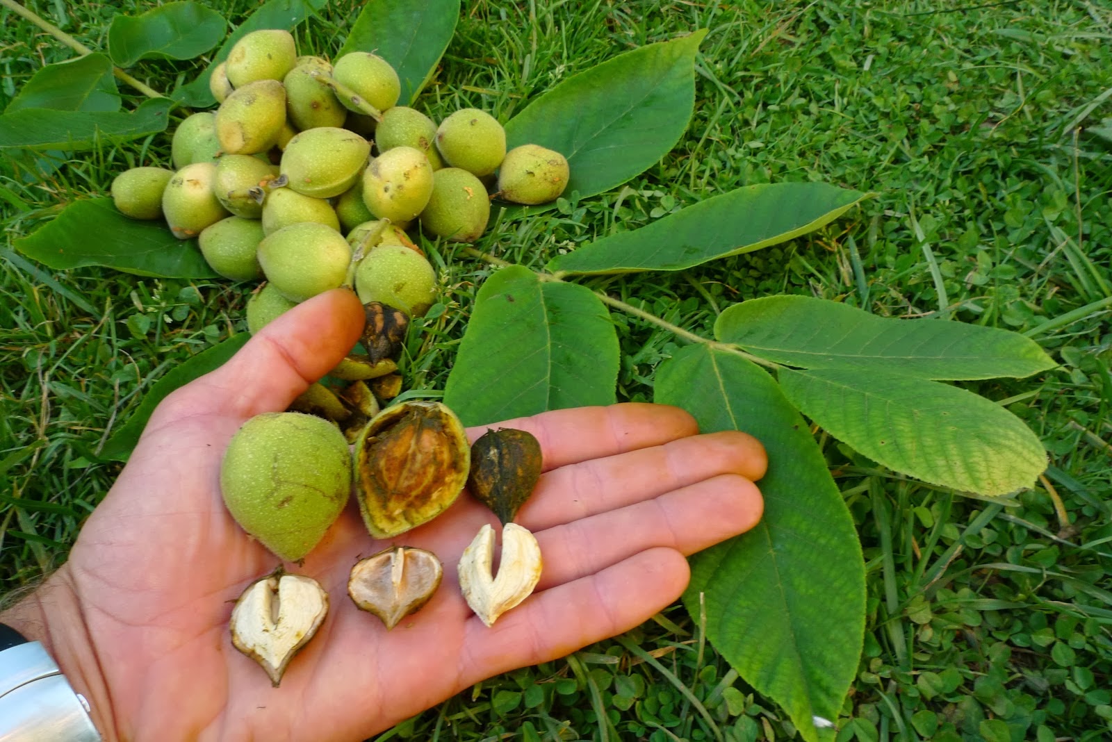 Permaforêt Fruits sauvages
