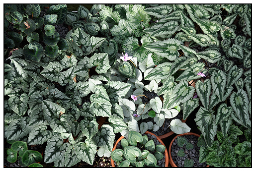 Heather Flower Pink Pink Stock Photos Heather Flower Pink Pink